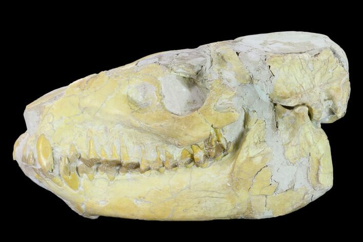 Fossil Oreodont (Merycoidodon) Skull - Wyoming #134358